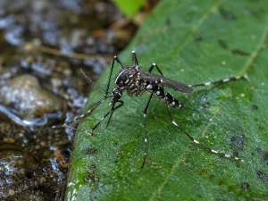 Dengue Mosquito