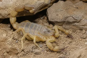 Fat-tailed Scorpion