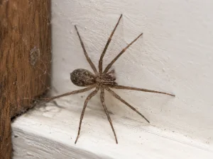 House Spider