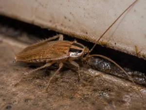 German Cockroach
