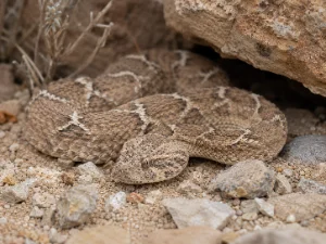 Saw-scaled Viper