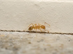 Pharaoh Ant