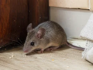 House Mouse