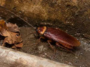American Cockroach