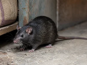 Black Rat